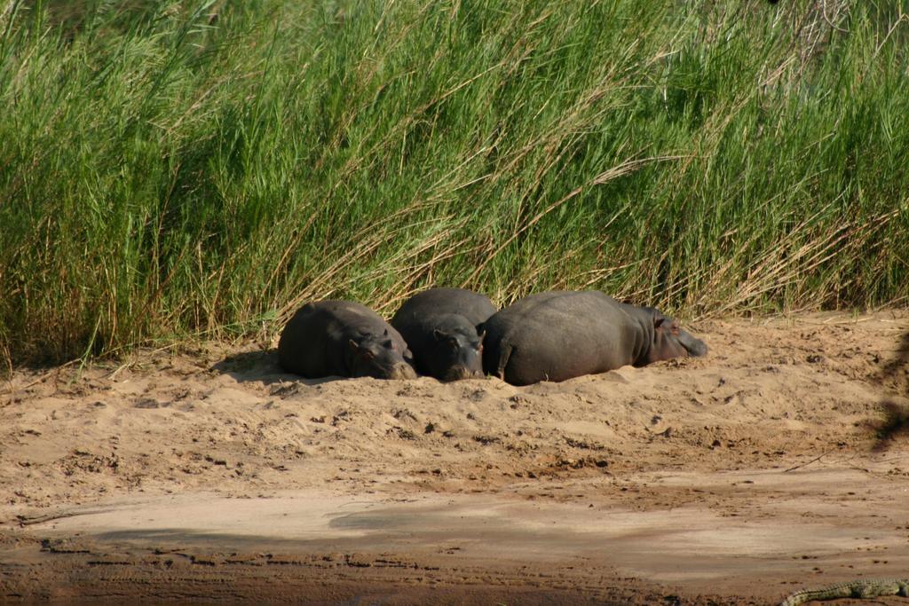 River House Hoedspruit Bagian luar foto